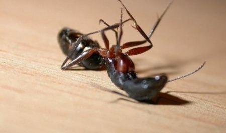 هل تعلم أن النمل يدفن بعضه بعد يومين من الموت ؟