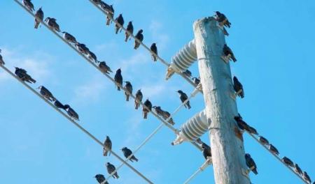 هل تعلم لماذا الكهرباء لا تصعق الطيور عندما تحط على الأسلاك الكهربائية ؟