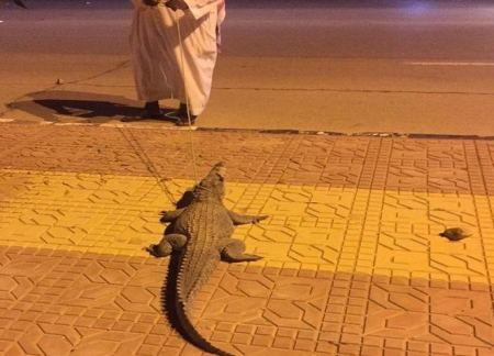 شاهد: تمساح يتجوّل في الشارع في حوطة بني تميم 