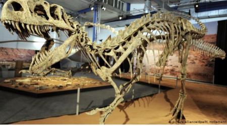 شاهد - عظام ديناصور صغير عمره 68 مليون سنة!