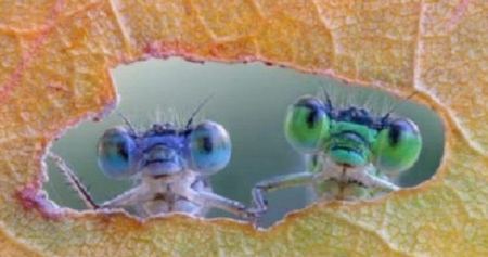 هذه الحشرات تعيش على وجهك دون علمك!