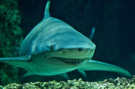 أغرب 10 أنواع من أسماك القرش - صور
