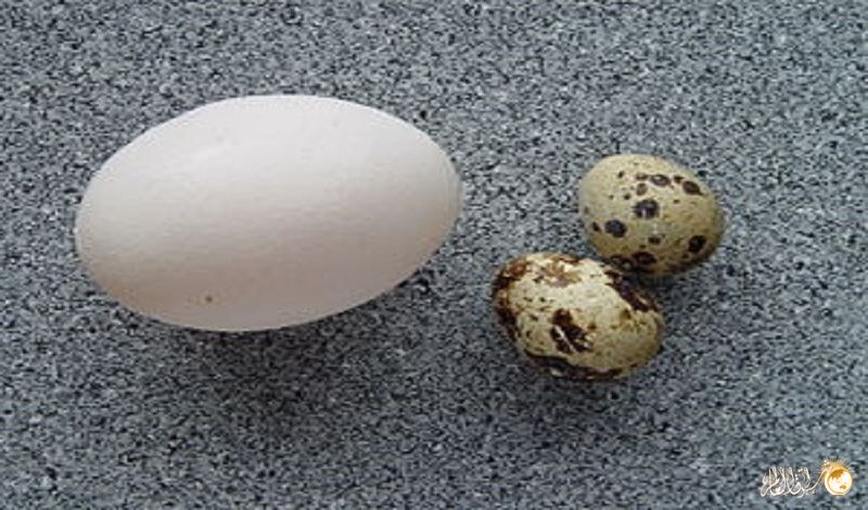 معلومات وحقائق غريبة عن البيض !